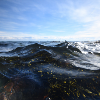 Could Seaweed Help Us Fight Covid-19?