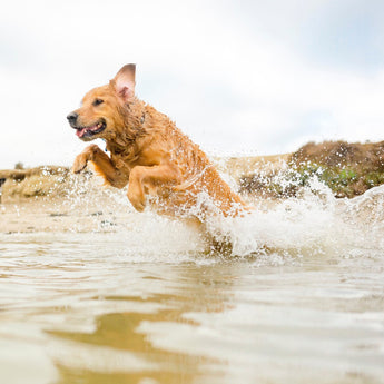 Can dogs eat seaweed?