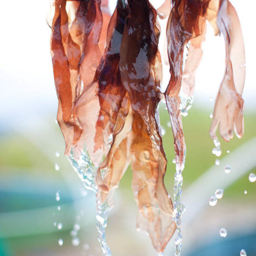 Wet whole leaf dulse seaweed dripping