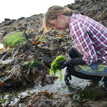 Daily Mail Online Features Mara Seaweed